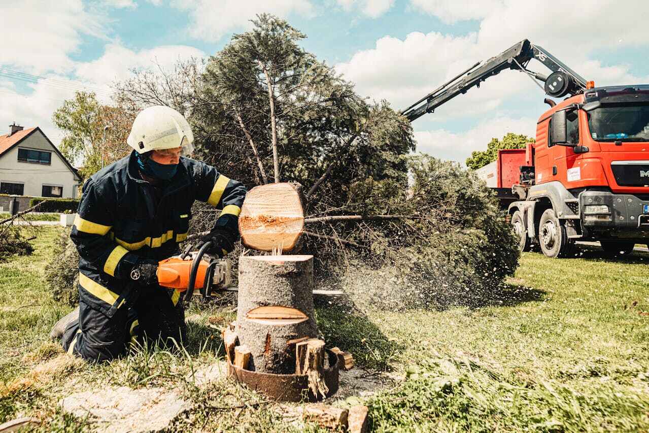 The Steps Involved in Our Tree Care Process in University City, MO